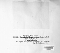 Puccinia magnusiana image